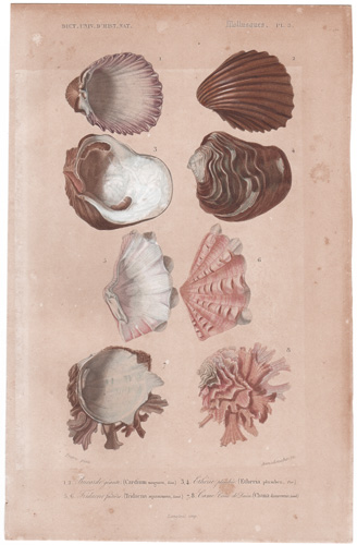 various mollusks, seashells, shells, etc.